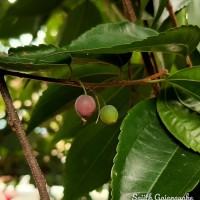 Celtis timorensis Span.